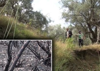 U digjen qindra pemë ullinj, fermerët në Krujë: Kërkojmë që shteti të na ndihmojë me fonde