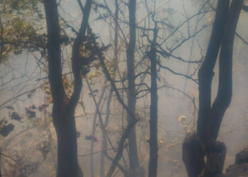 Zjarr masiv në Qafë Panjë të Pogradecit, terreni vështirëson ndërhyrjen e zjarrfikësve