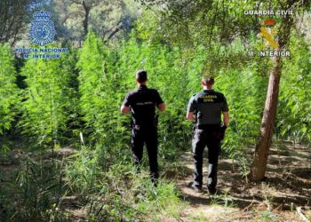 Kapet plantacioni me kanabis në Spanjë/ Arrestohen 3 persona, mes tyre shqiptarë e serbë