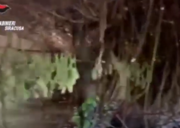Kapet plantacioni me drogë në Itali, arrestohen dy shqiptarë (VIDEO)