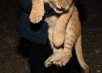 “Kanë bërë foto modelet që shoqëroheshin me të”, ky është luani i Ervis Martinajt