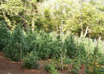 Shqiptarët bëjnë namin me drogë, zbulohet plantacioni më i madh me kanabis në Greqi (VIDEO)