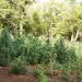 Shqiptarët bëjnë namin me drogë, zbulohet plantacioni më i madh me kanabis në Greqi (VIDEO)
