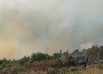 Përfshihet nga zjarri kodra me ullinj në Vlorë, era e fortë favorizon flakët