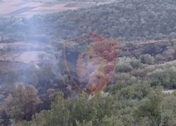 Dogji një sipërfaqe toke me agrume në Tepelenë, procedohet penalisht 30-vjeçari