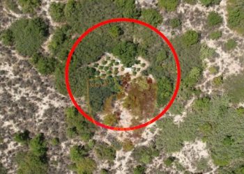 Zbulohen tre parcela kanabisi dhe dy raste të armëmbajtjes pa leje në Memaliaj