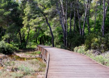Vendosja e traut në hyrje të parkut të Divjakës, banorët: E padrejtë të vuajmë të paguajmë për të hyr në pyll