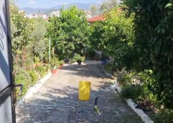 Elbasan/ Plagosi gruan dhe komshiun, nëna e autorit: Djali është me probleme mendore
