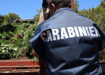 Zbulohet plantacioni me drogë mes lisave në Itali, arrestohen 2 shqiptarë