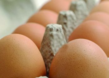 Çmimet në “stratosferë”, prodhuesit e vezëve nisin investimet për panelet fotovoltaike