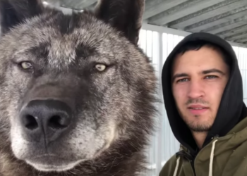 Video që po bën xhiron e rrjetit, ky është ujku më i madh në planet