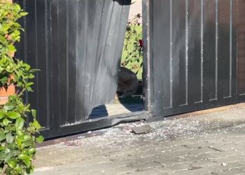 I biri kandidoi për kryetar të PD në Lezhë, Kola pas shpërthimit me tritol: S’kam konflikte