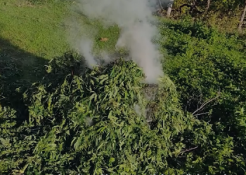 Operacion antidrogë në Shkodër/ Zbulohen parcela me kanabis, 4 në pranga