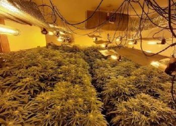 26 të arrestuar nga laboratori i drogës në Shkodër, babë e bir shisnin kanabis nëpër qytet