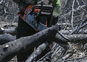Ngjarja horror në Greqi, ja si vdiq 35-vjeçari duke prerë dru në pyll
