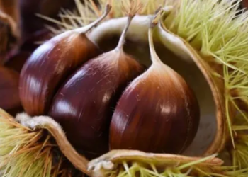 Vjeshta është sezoni i tyre, këto janë të gjitha vetitë dhe përfitimet mrekullibërëse të gështenjave