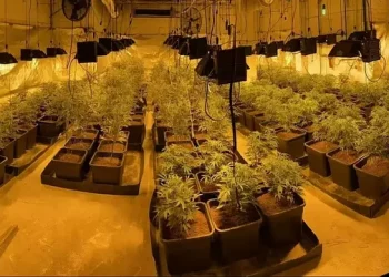 “Kujdesej” për kanabis me vlerë 200 mijë paund, arrestohet shqiptari në Angli