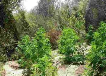 U kapën me 500 bimë kanabisi në Greqi, arrestohen 2 shqiptarët