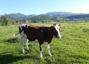Çudira në Tiranë/ I vodhën Universitetit Bujqësor dy lopë, arrestohen 5 të rinjtë në Kamzë
