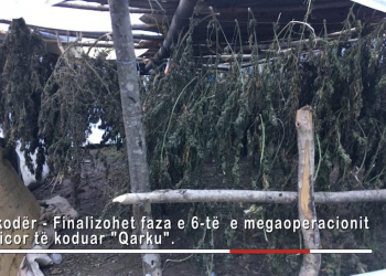 Operacioni “Qarku” në Shkodër/ Kokainë e kanabis, arrestohen 7 persona