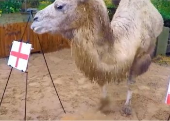 Parashikoi triumfin e Ekuadorit, deveja zgjedh fituesin Angli-Iran