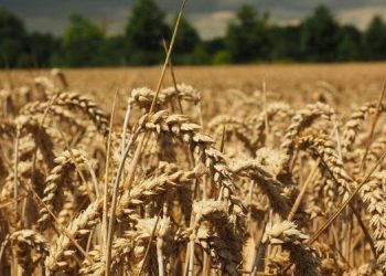 Më pak grurë sivjet, Kosova nis të importojë nga Serbia