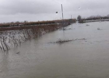 Nami në Lezhë/ Përmbyten tokat, dhjetëra banesa rrethohen nga uji