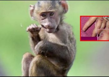 OBSH i vë emër të ri lisë së majmunit, ja si do të quhet tani –