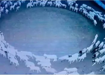 Zbulohet misteri i deleve që ecën në formë rrethore për 12 ditë –