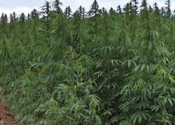 U kapën me kanabis, dënohen katër shqiptarët në Francë