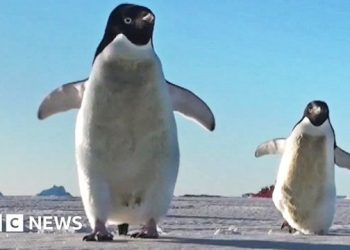 Rënie dramatike e popullatës së pinguinëve, ja arsyeja –