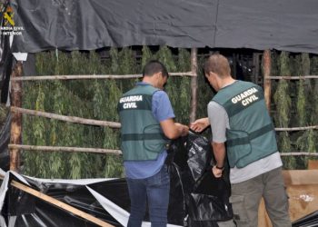 Plantacion kanabisi në pyll, ja si e pësojnë 2 shqiptarët në Spanjë –