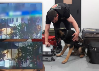 Si u zbuluan trafikantët e kanabisit Rinas-Stamboll