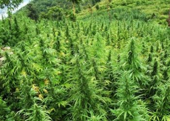 Sekuestrohet një sasi e madhe droge në Librazhd –