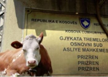 Teze e nip në gjykatë, përballen për shitjen e lopës –