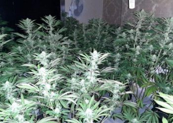 EMRI/ U kap në shtëpi bari në Angli, shqiptari: Do laja borxhet