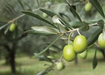 Mbiprodhimi i vajit të ullirit rrezikon “bumerangun” –