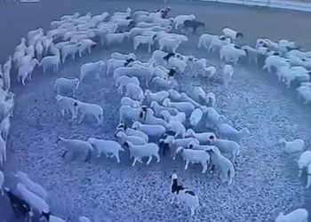 Doli për kullotjen e bagëtive, humb 69-vjeçari në Sarandë