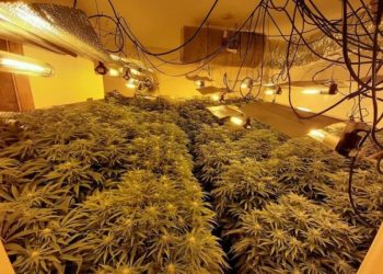 EMRAT/ Punonin në shtëpi bari, kapen mat shqiptarët në Angli