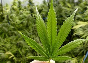 I mituri shqiptar kapet me kanabis: Doja ta provoja –