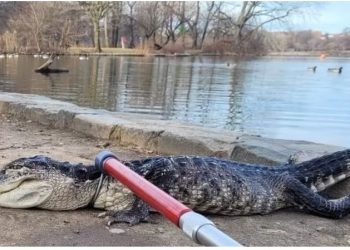 Kapet një aligator gjigand në parkun e New York