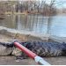 Kapet një aligator gjigand në parkun e New York