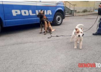 EMRI/ Tetë kg kokainë në bagazh, arrestohet 30-vjeçari shqiptar