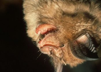 Gjendet një virus i ngjashëm me Covid tek lakuriqët në Britani –