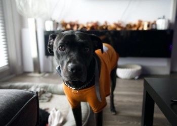 Pse katër-putroshët ua tregojnë gjithnjë prenë pronarëve të tyre? –