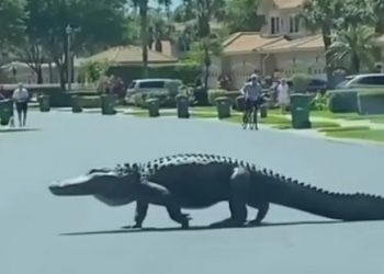 VIDEO/ Aligatori gjigand filmohet duke ecur në rrugë –
