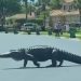 VIDEO/ Aligatori gjigand filmohet duke ecur në rrugë –