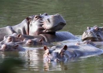 Hipopotamët e Escobar kthehen në problem për qeverinë –