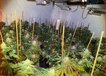 Malësi e Madhe/Zbulohen 27 sera me kanabis, në pranga 52-vjeçari –