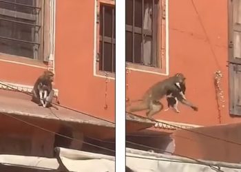 Majmuni “rrëmben” qenin nga tarraca –